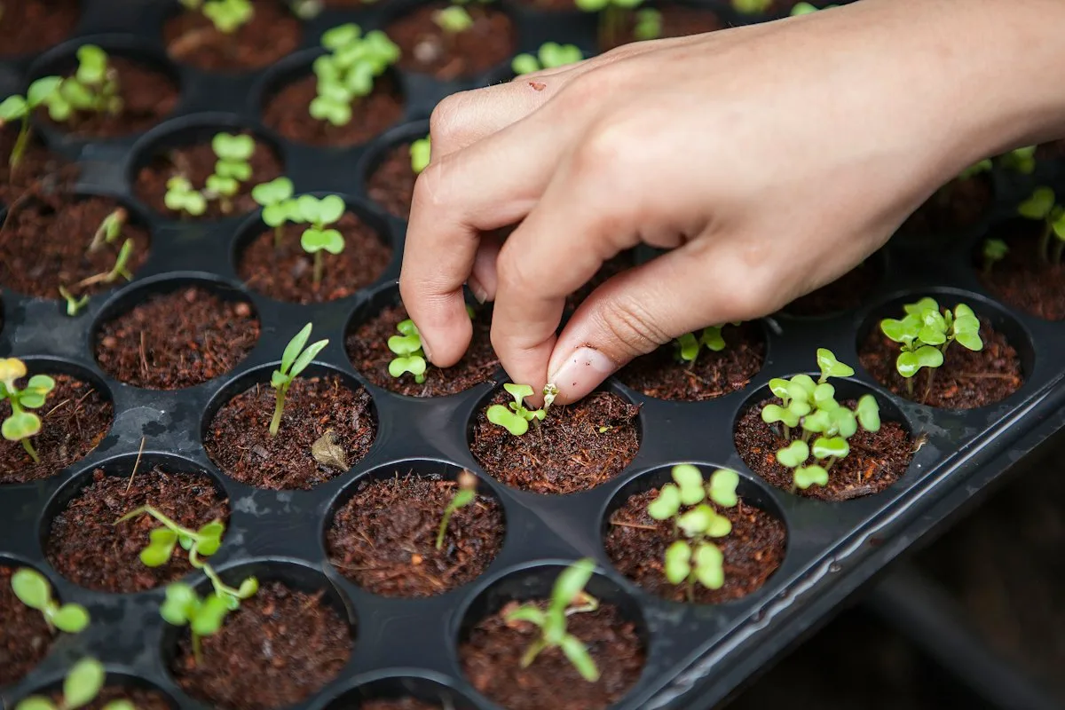 Urban farming
